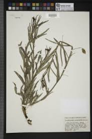 Image result for Basananthe parvifolia