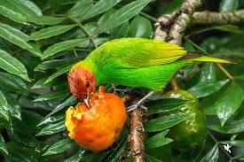 Image result for Bertiera angusiana