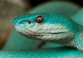 Trimeresurus Albolabris Insularis Komodo Island White Lipped Viper Pit Viper Animals Beautiful Blue Pits