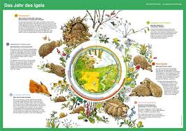 Bildergebnis Fur Igel Winterschlaf Arbeitsblatt Igel Igel Winterschlaf Winter