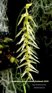 Image result for Bulbophyllum burttii