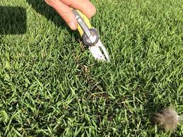 Zoysia grass is believed to have come to america in the early 20th century from manila and for that reason is still often called so, does zoysia grass do what the ads say it does? Zoysiagrass K State Turf And Landscape Blog