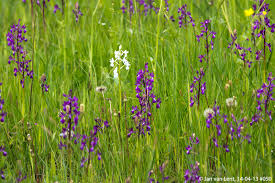 Image result for Chironia laxiflora