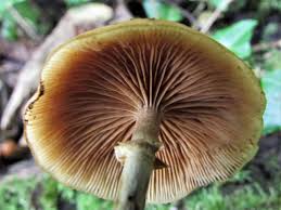 Maybe you would like to learn more about one of these? Funeral Bell