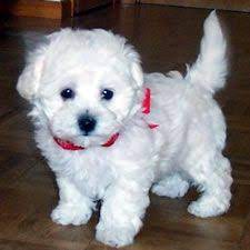 They have many endearing qualities. Renaissance Bolognese Breeder With Bolognese Puppies For Sale In Colorado Best Hypoallergenic Dogs Puppies For Sale Bolognese Dog