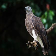 Grey Headed Fish Eagle In Singapore Photo Par Shinda Lee Aves De Rapina Aves Rapina
