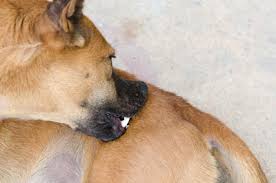 If you press on your dog's gums you will likely notice that the white spot from the indent takes longer than normal to refill with blood. Does Your Dog Have Hairy Teeth