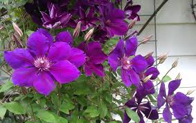 Well you're in luck, because here they come. Clematis Star Of India Clematis In Seattle