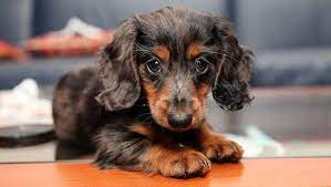 On top of a one time $3, dachshund rescue of los angeles gets the regular donation. Dachshund Puppies Cute Pictures And Facts Dogtime