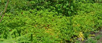 Image result for Duchesnea indica