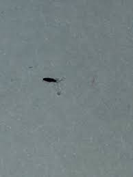 It's a good idea to identify insect pests correctly before you try to treat or control them. Identifying Small Black Bugs Thriftyfun