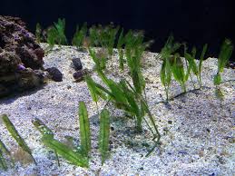 Image result for Halopegia