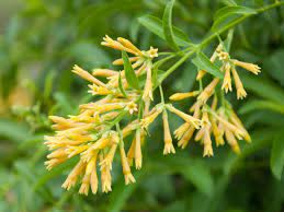 Night blooming jasmine indoor plant. What Is Night Blooming Jasmine Tips For Growing Night Jasmine Plants
