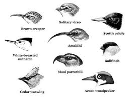 Different Types Of Bird Beaks Birds Animal Drawings