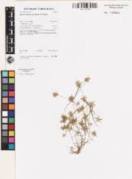 Image result for Pycreus pumilus