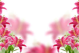Maybe you would like to learn more about one of these? Hd Wallpaper Pink And Yellow Petaled Flowers Background Lily Blur Pink Color Wallpaper Flare