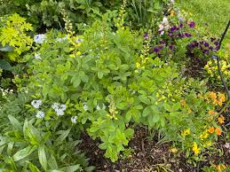 Image result for Crotalaria sphaerocarpa