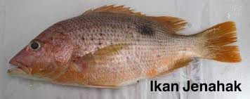 Resepi 2 kilo ikan kembung lemak cili padi club. Kenali Jenis Jenis Ikan Untuk Masakan Supermom With Superkids