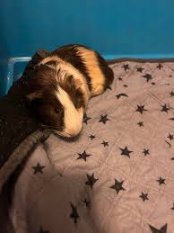 Dumplin is still looking for his forever home #rescue #guineapig  #rescueguineapig #wheek #iloveguineapigs #maleguineapig #guineapigs  #guineapigadoption send me a message for more information thanks
