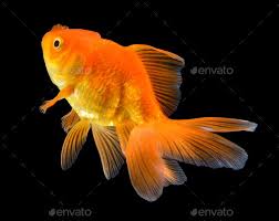 Maybe you would like to learn more about one of these? Gold Fish On Black Goldfish Fish Photography Pet Fish
