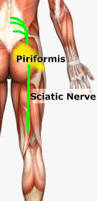 Image result for piriformis