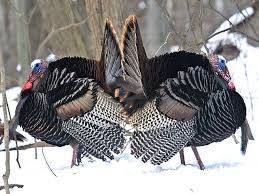 Pin On Birds