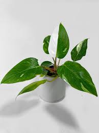 Image result for Filodendron Philodendron