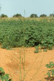 Image result for Sesbania pachycarpa