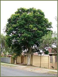 Image result for Caesalpinia ferrea