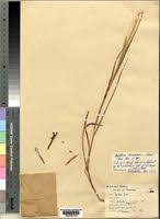 Image result for Digitaria diagonalis