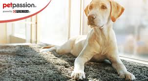 Un cane ben educato, sia da un. Migliori Cani Da Guardia Razze E Caratteristiche Petpassion