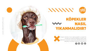 kopekler nasil yikanir kopek yikama rehberi cabuk mama
