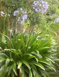 Image result for Agapanthus praecox