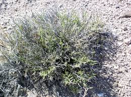 Image result for Menodora africana