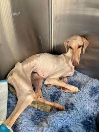 Appeal for information - please share 🔄 Peanut is the skinniest dog that our animal rescuer has ever seen alive, after she was found abandoned in a ditch down Dunton Road in