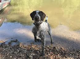 Why buy a german wirehaired pointer puppy for sale if you can adopt and save a life? German Wirehaired Pointer Puppies For Sale