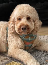 Hi everyone I live in Shortlands but I'm looking for a doggy daycare that  does activities for dogs for one day a week according to my schedule, so no  set days. It