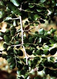 Image result for Dalbergia melanoxylon