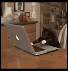 Show your friends how you really feel. Typing Cat Gifs Tenor