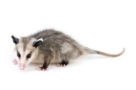 Exterminating your pests in santa barbara is what we do, so trust us. Santa Barbara Pest Control Areas Serviced By So Cal Pest Control