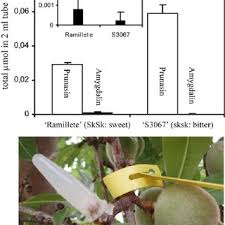 Plant material (2 g) was transferred into the round bottom flask of 100 cm3 and treated with exactly development and validation of hplc method for the determination of amygdalin in the plant extract. Prunasin And Amygdalin Exuded In April From Peduncle Stubs Into Agar Download Scientific Diagram