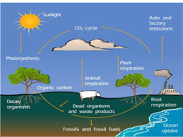 Aquaponics What Is Aquaponics A System That Grows Fish And Plants Together Ppt Download