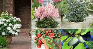 You are in for a pleasant surprise when you visit us for the first time. 101 Acid Loving Plants For Acidic Soil Balcony Garden Web