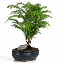 Hi friends i bought this norfolk island pine tree in small pot a week ago here in iran tehran city ,it had little root ball and needs not to prun the root , i just change. Norfolk Island Pine Bonsai Tree Chinese Bonsai Garden