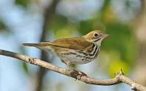 The Ovenbird: A Robert Frost Poem with Annotations by Huck Gutman — Green  Mountain Audubon Society