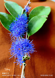 Image result for Memecylon sp. C