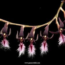 Image result for Bulbophyllum saltatorium