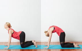 Yoga For Swimmers Cat Cow Stretch Yoga Poses Yoga Benefits Yoga Postures