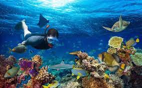 Is Your Sunscreen Destroying Coral Reefs Wildlife Vacations Best Snorkeling Snorkeling
