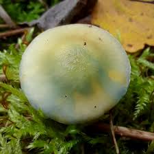 Image result for Trichaptum subchartaceum